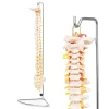 Kręgosłup człowieka model anatomiczny