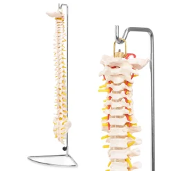Kręgosłup człowieka model anatomiczny