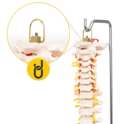 Kręgosłup człowieka model anatomiczny