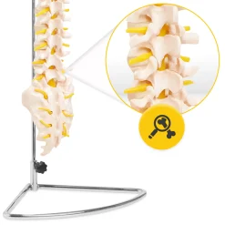 Kręgosłup człowieka model anatomiczny