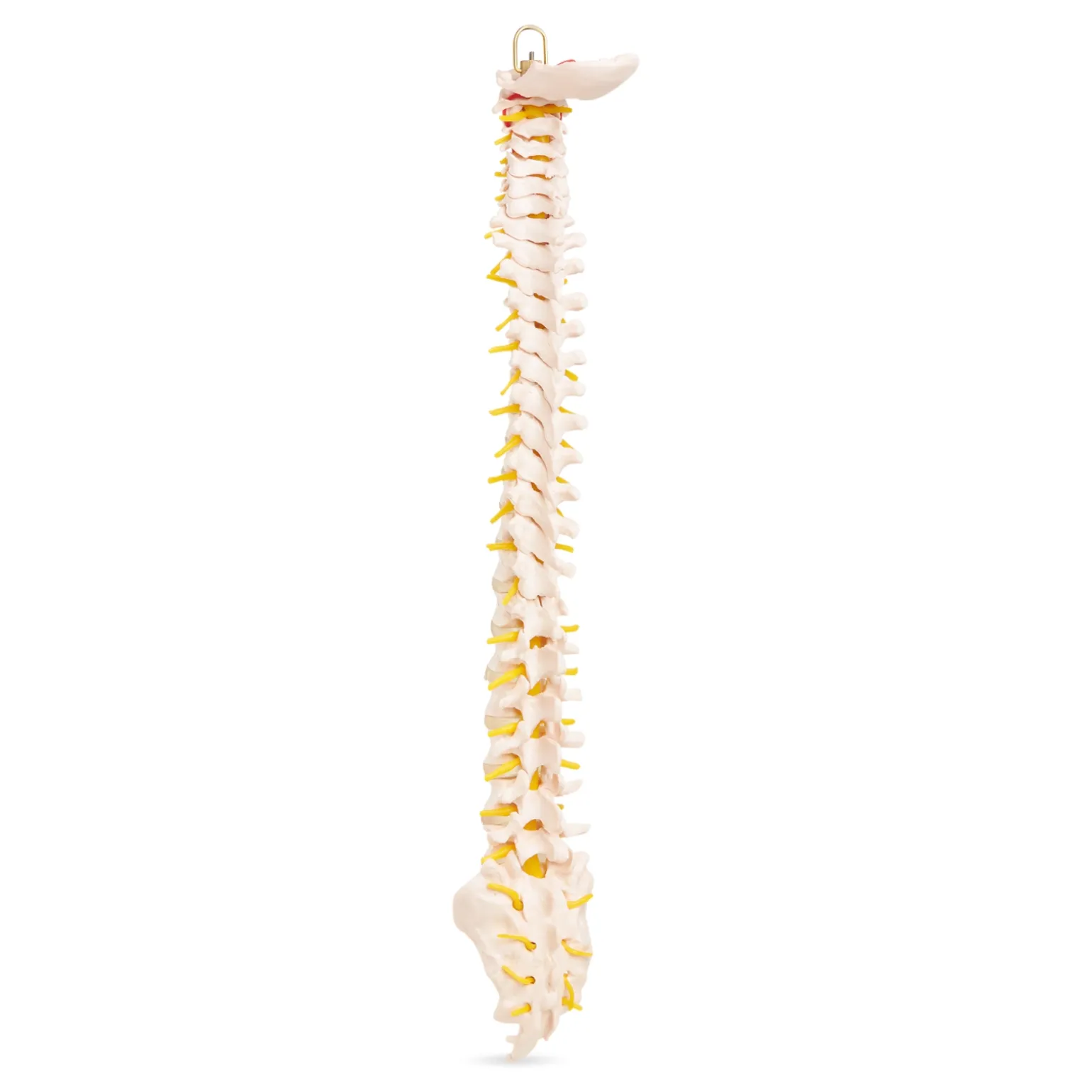 Kręgosłup człowieka model anatomiczny
