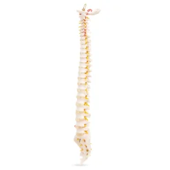 Kręgosłup człowieka model anatomiczny