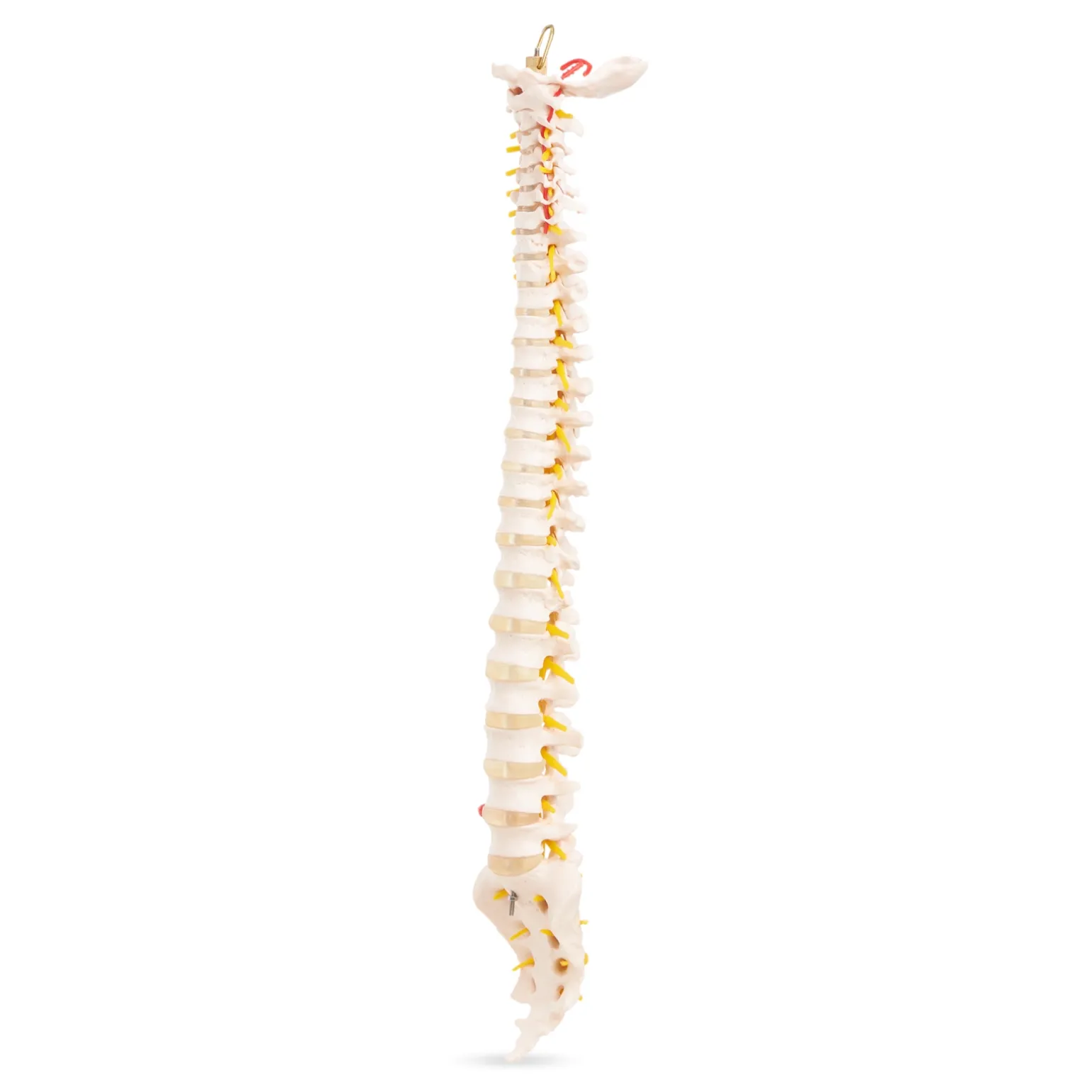 Kręgosłup człowieka model anatomiczny
