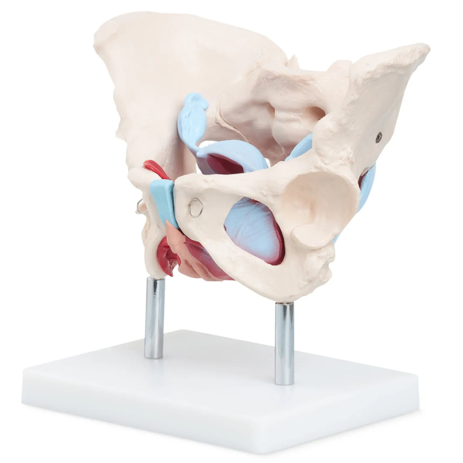Miednica człowieka z mięśniami i narządami model anatomiczny