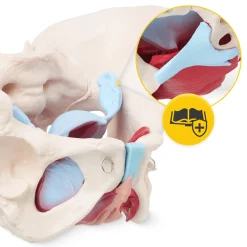 Miednica człowieka z mięśniami i narządami model anatomiczny