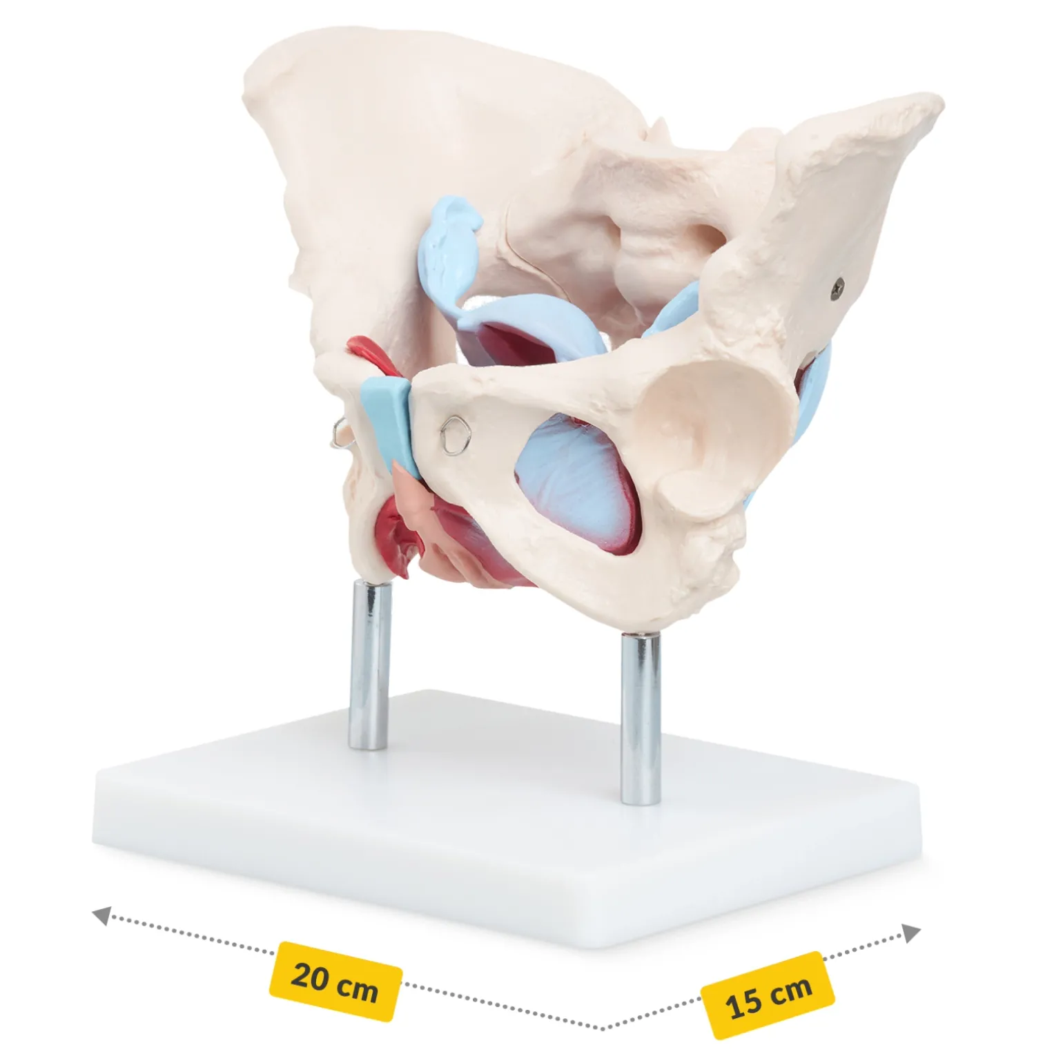 Miednica człowieka z mięśniami i narządami model anatomiczny
