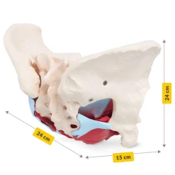 Miednica człowieka z mięśniami i narządami model anatomiczny