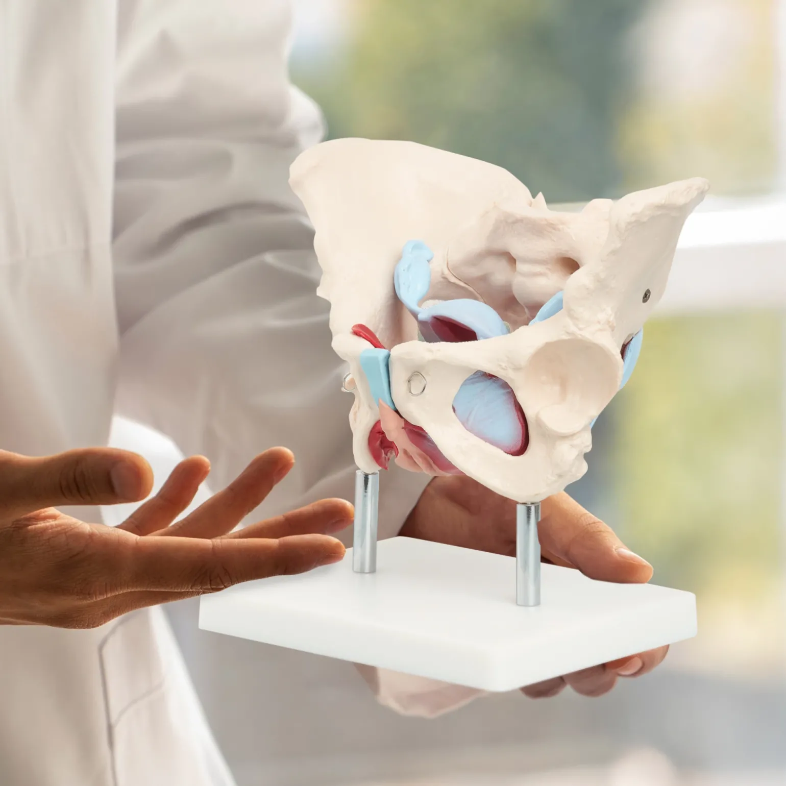 Miednica człowieka z mięśniami i narządami model anatomiczny