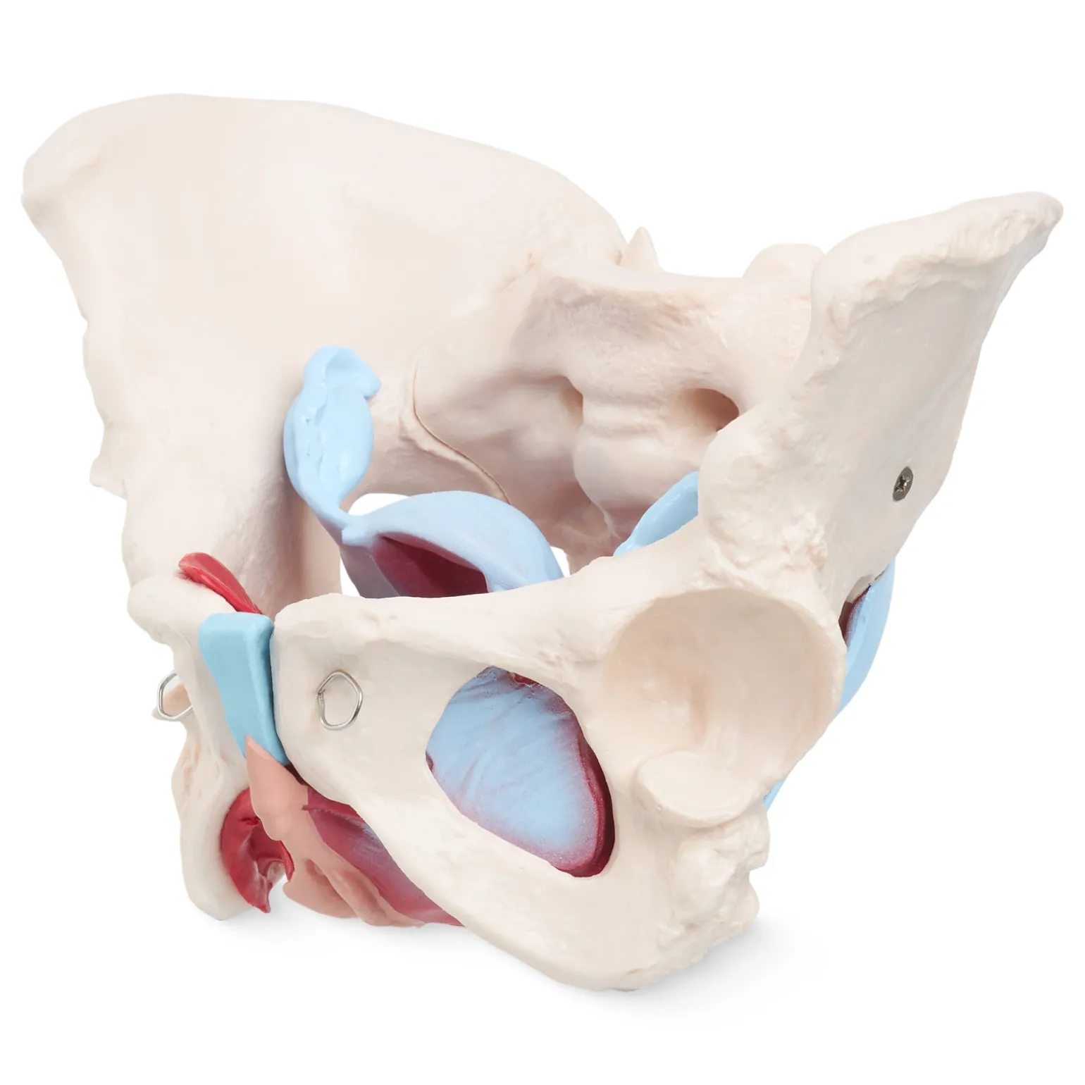 Miednica człowieka z mięśniami i narządami model anatomiczny