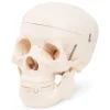 Model anatomiczny czaszka człowieka