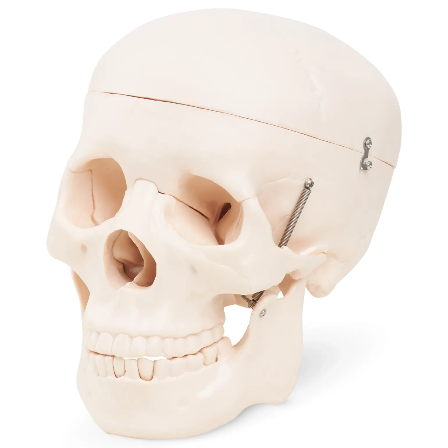 Model anatomiczny czaszka człowieka