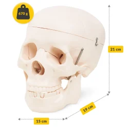 Model anatomiczny czaszka człowieka