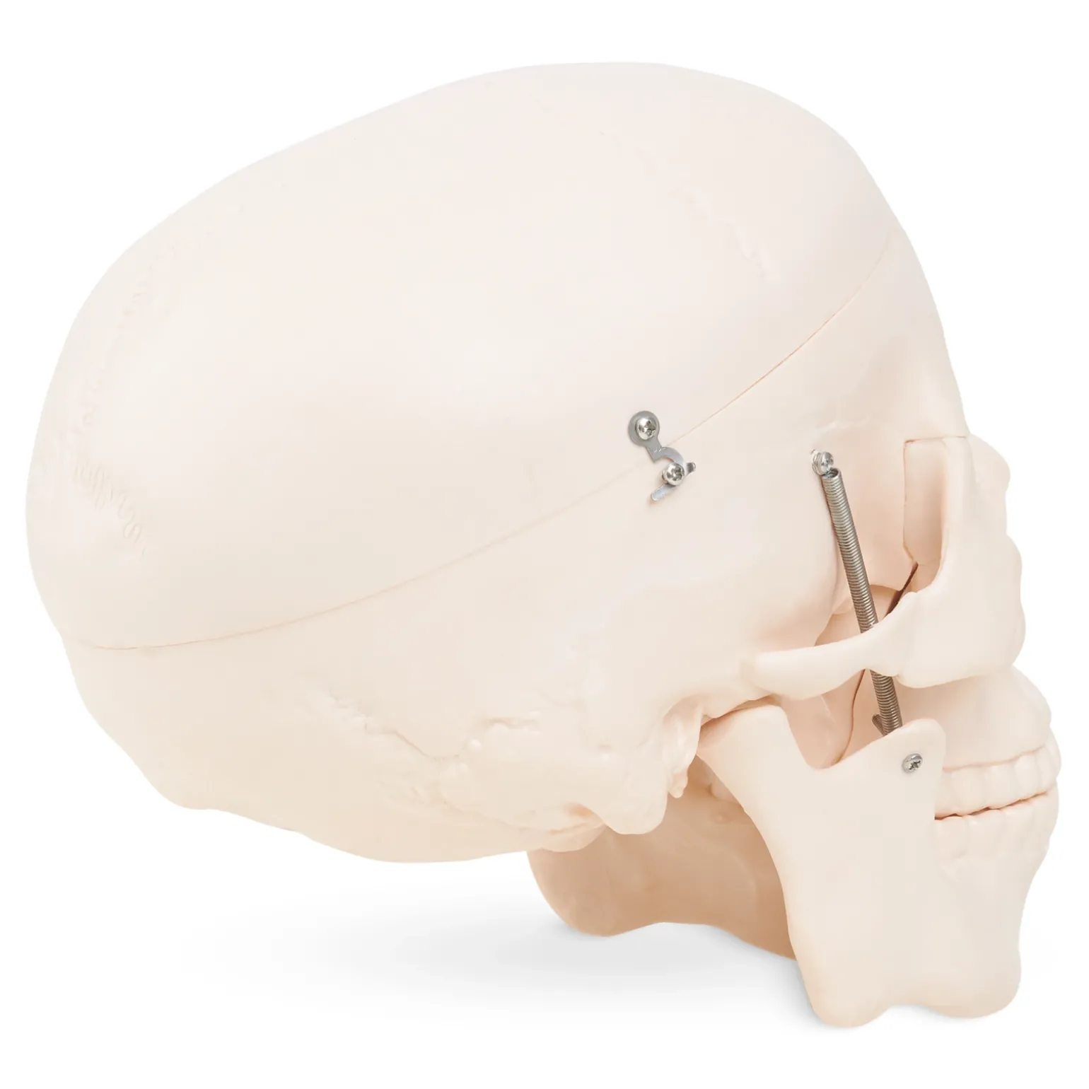 Model anatomiczny czaszka człowieka