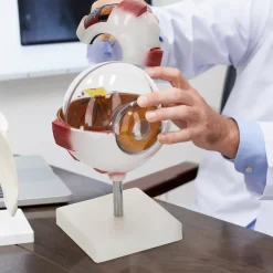 Model anatomiczny oka w powiększeniu 3D