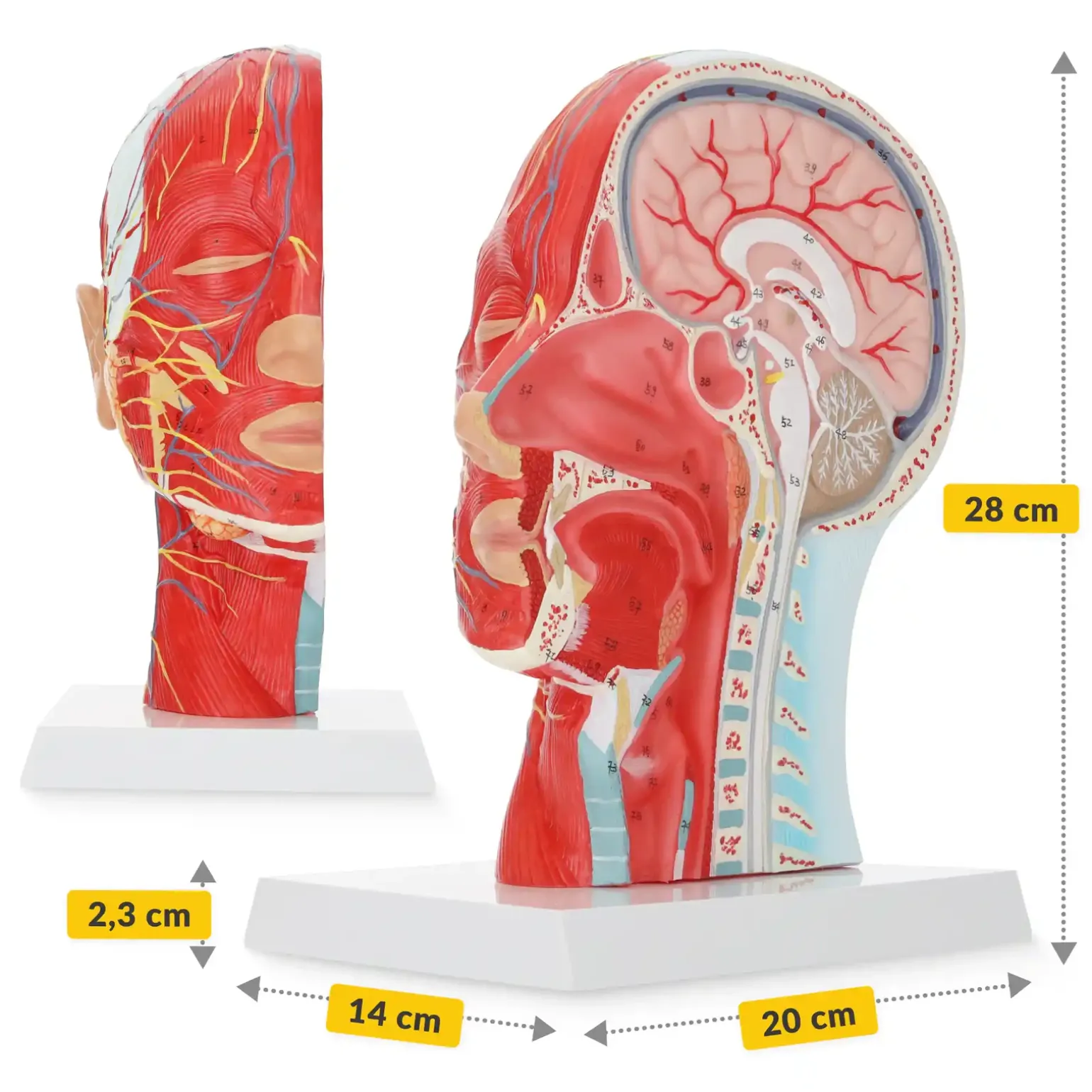 Model anatomiczny poprzecznego przekroju głowy człowieka w skali 1:1