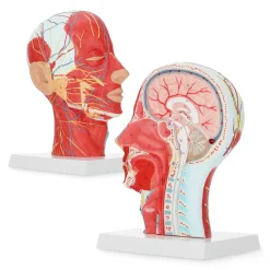 Model anatomiczny poprzecznego przekroju głowy człowieka w skali 1:1