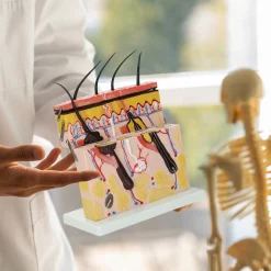 Model anatomiczny skóry człowieka w przekroju