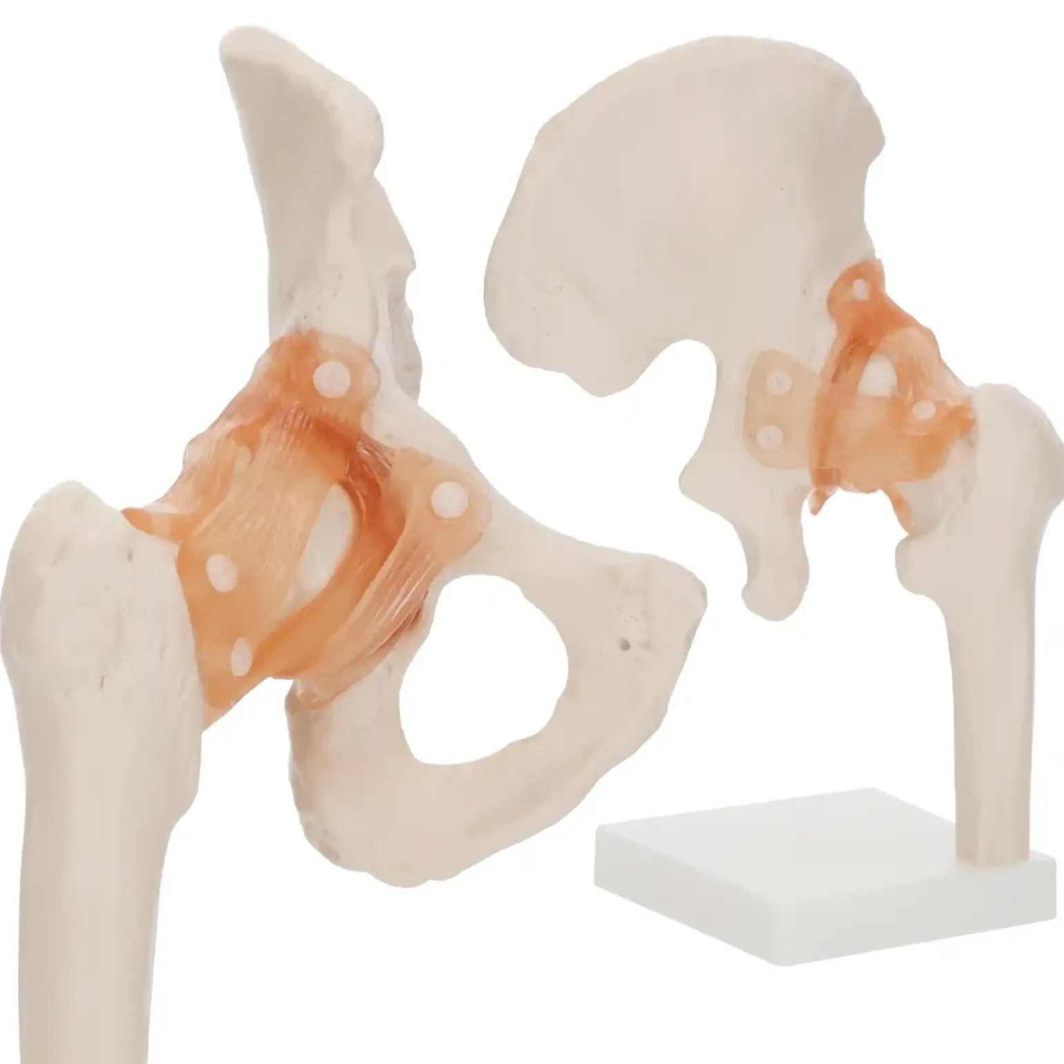 Model anatomiczny stawu biodrowego z więzadłami w skali 1:1