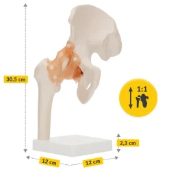 Model anatomiczny stawu biodrowego z więzadłami w skali 1:1