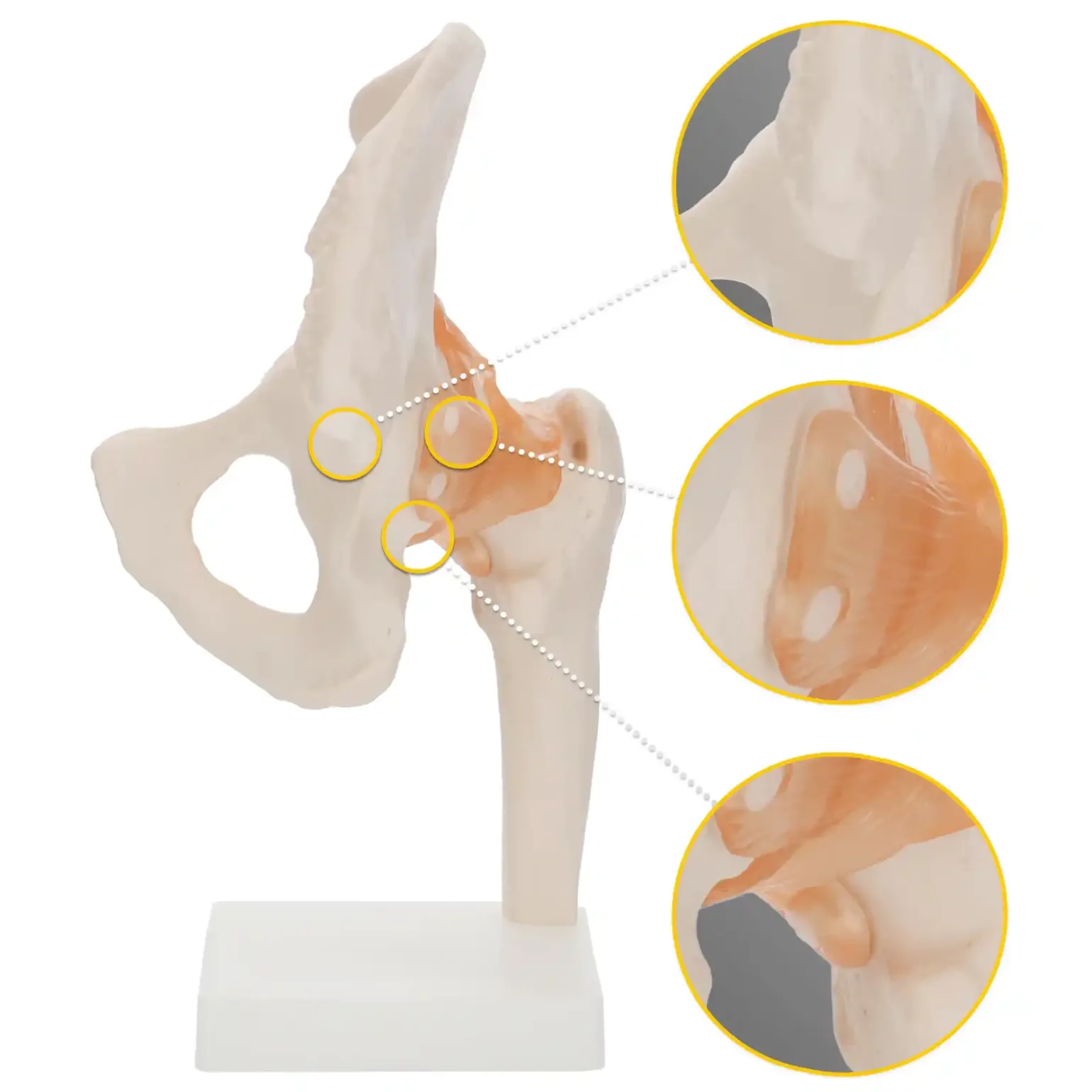 Model anatomiczny stawu biodrowego z więzadłami w skali 1:1