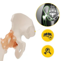 Model anatomiczny stawu biodrowego z więzadłami w skali 1:1