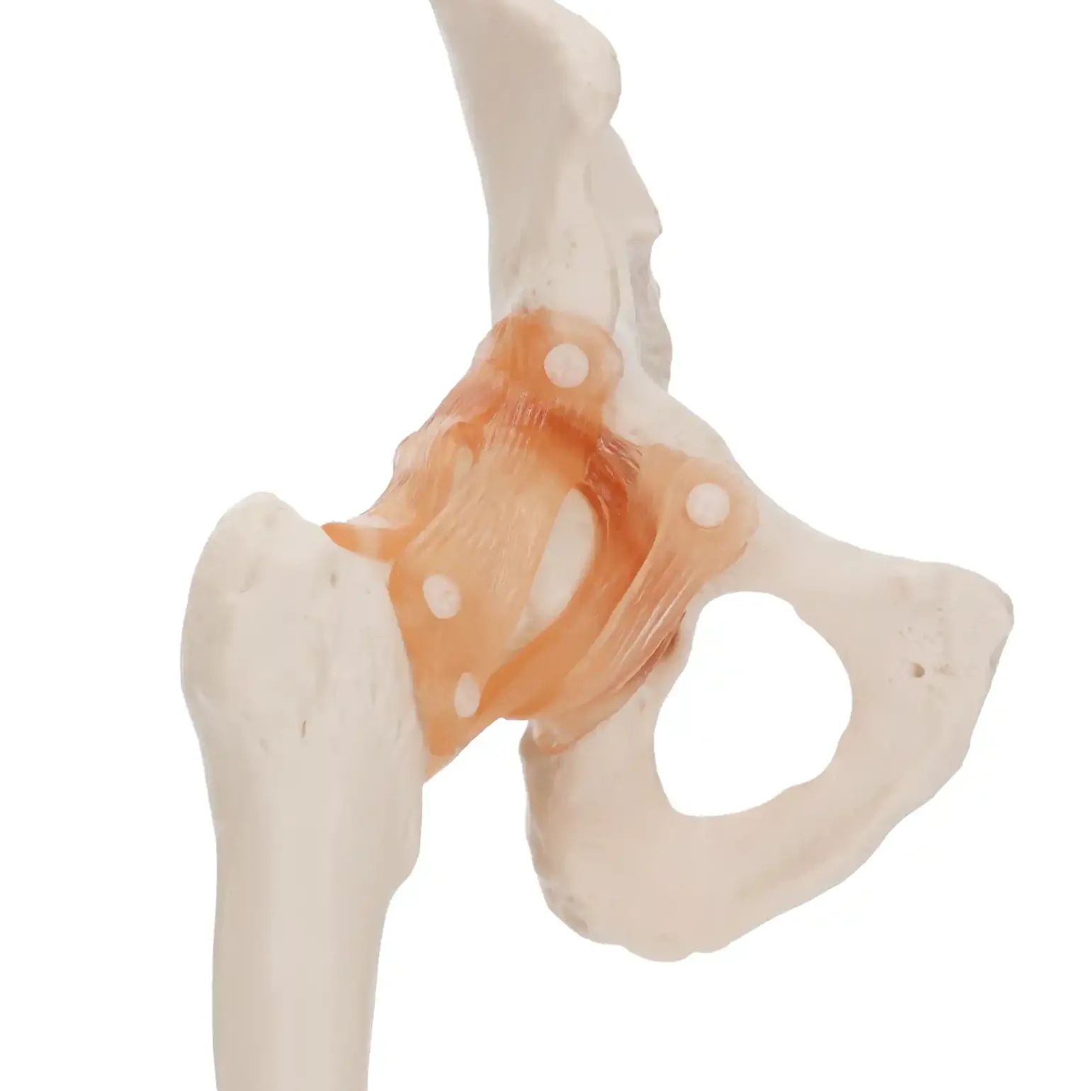 Model anatomiczny stawu biodrowego z więzadłami w skali 1:1