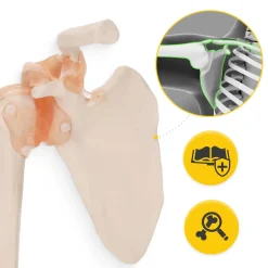 Model anatomiczny stawu barkowego z więzadłami w skali 1:1