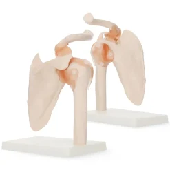 Model anatomiczny stawu barkowego z więzadłami w skali 1:1
