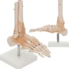 Model anatomiczny stawu skokowego z więzadłami w skali 1:1