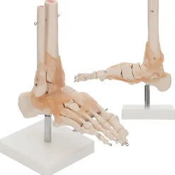 Model anatomiczny stawu skokowego z więzadłami w skali 1:1