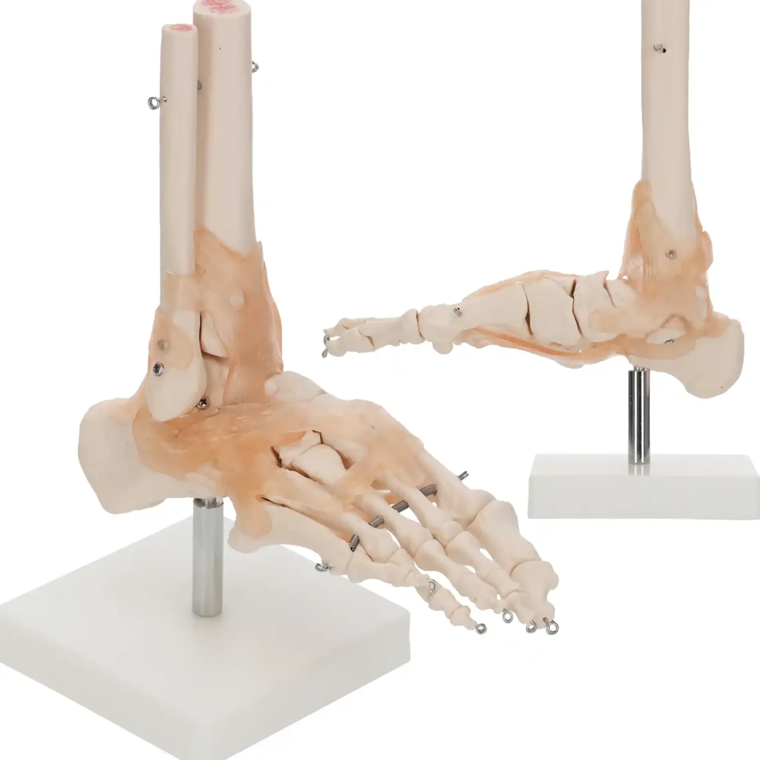 Model anatomiczny stawu skokowego z więzadłami w skali 1:1