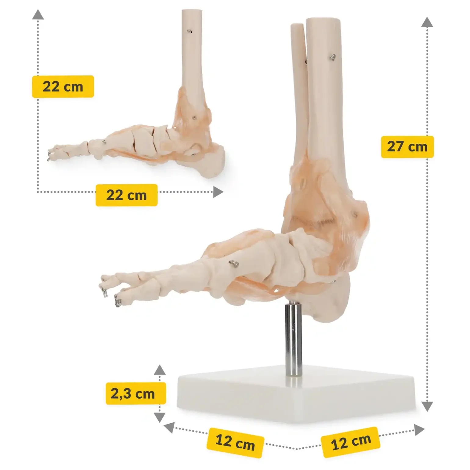 Model anatomiczny stawu skokowego z więzadłami w skali 1:1