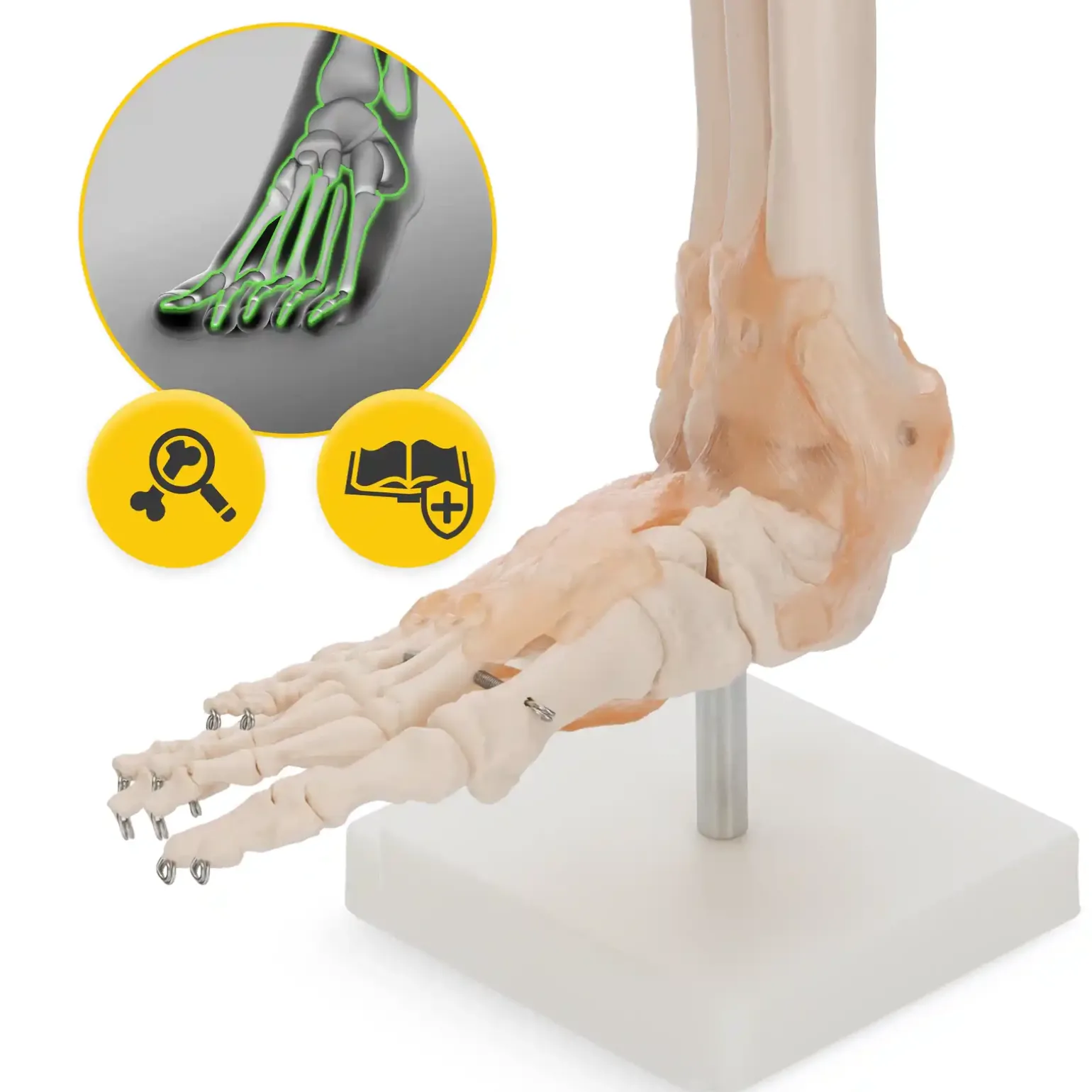 Model anatomiczny stawu skokowego z więzadłami w skali 1:1