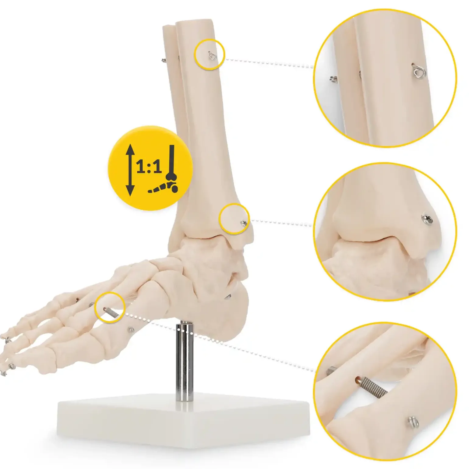 Model anatomiczny stawu skokowego w skali 1:1