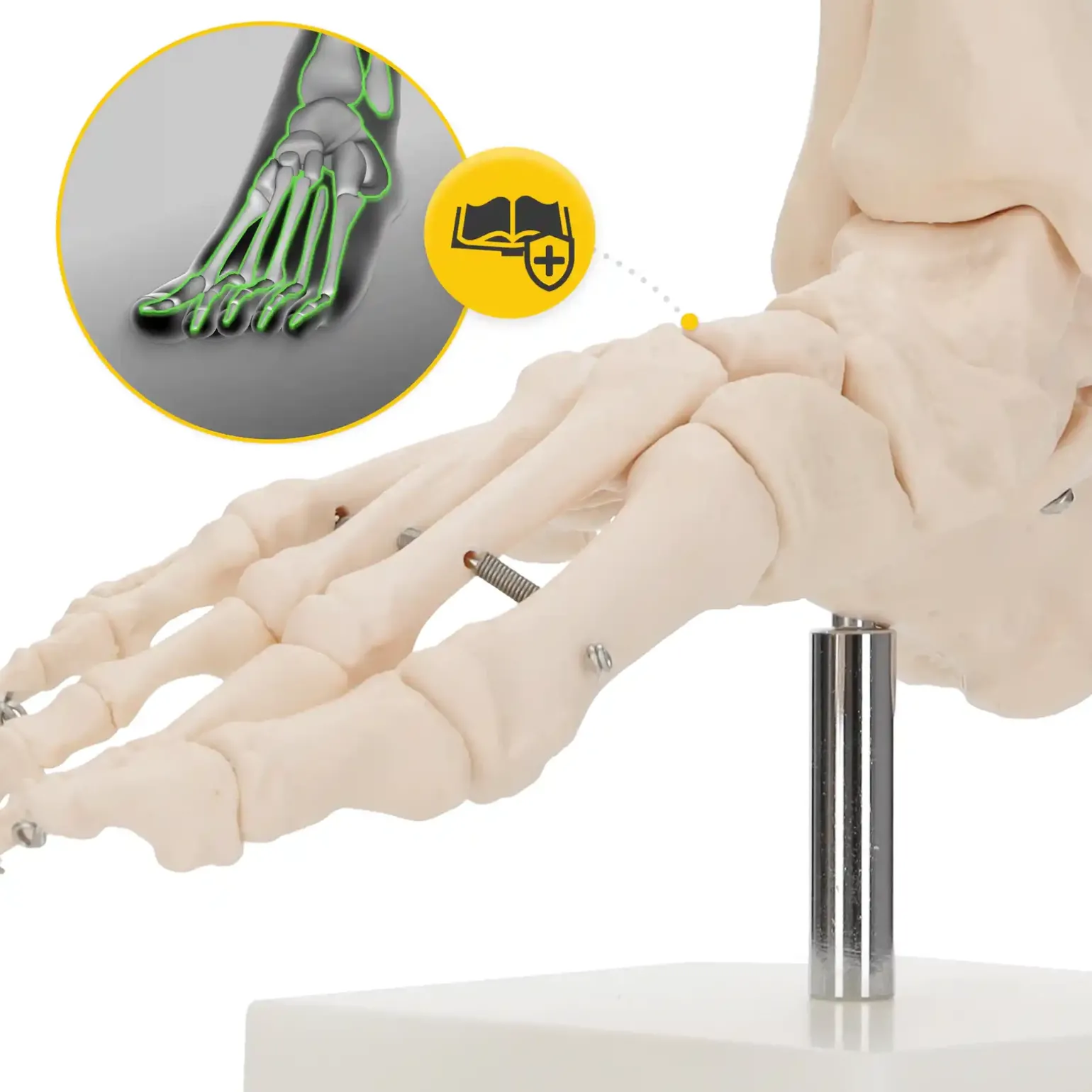 Model anatomiczny stawu skokowego w skali 1:1