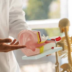 Model anatomiczny ucha w przekroju w skali 3:1