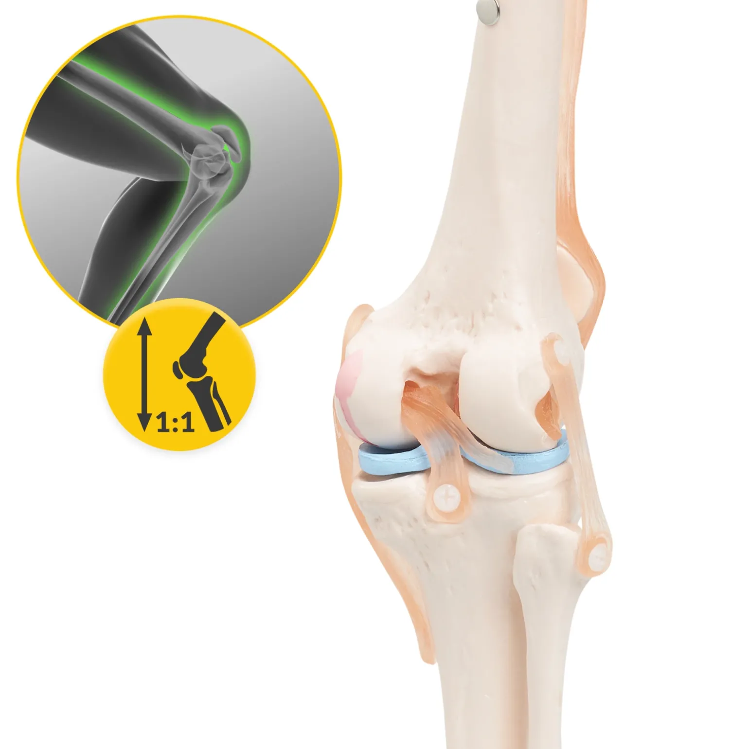 Staw kolanowy model anatomiczny