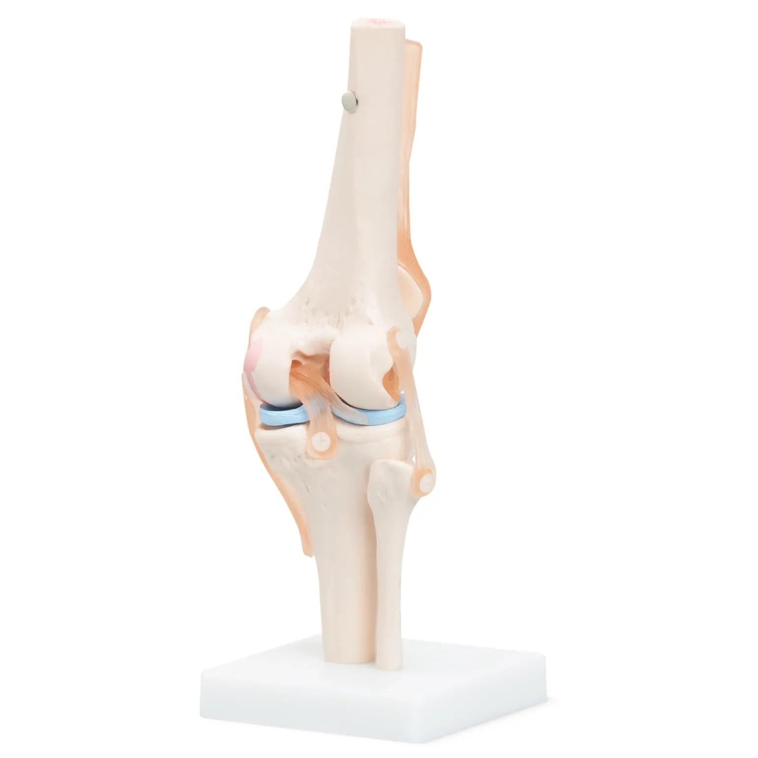Staw kolanowy model anatomiczny