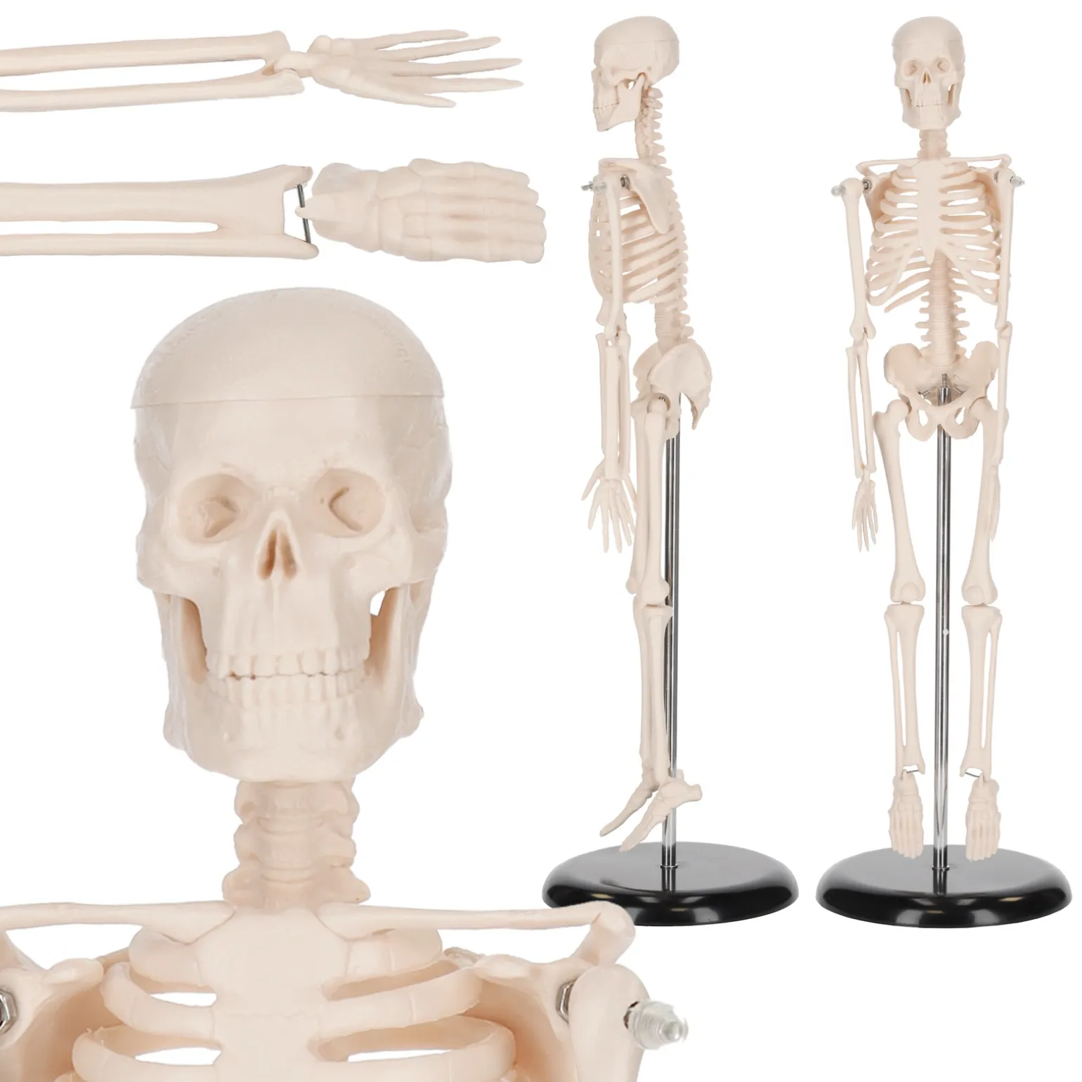 Szkielet człowieka 45 cm model anatomiczny