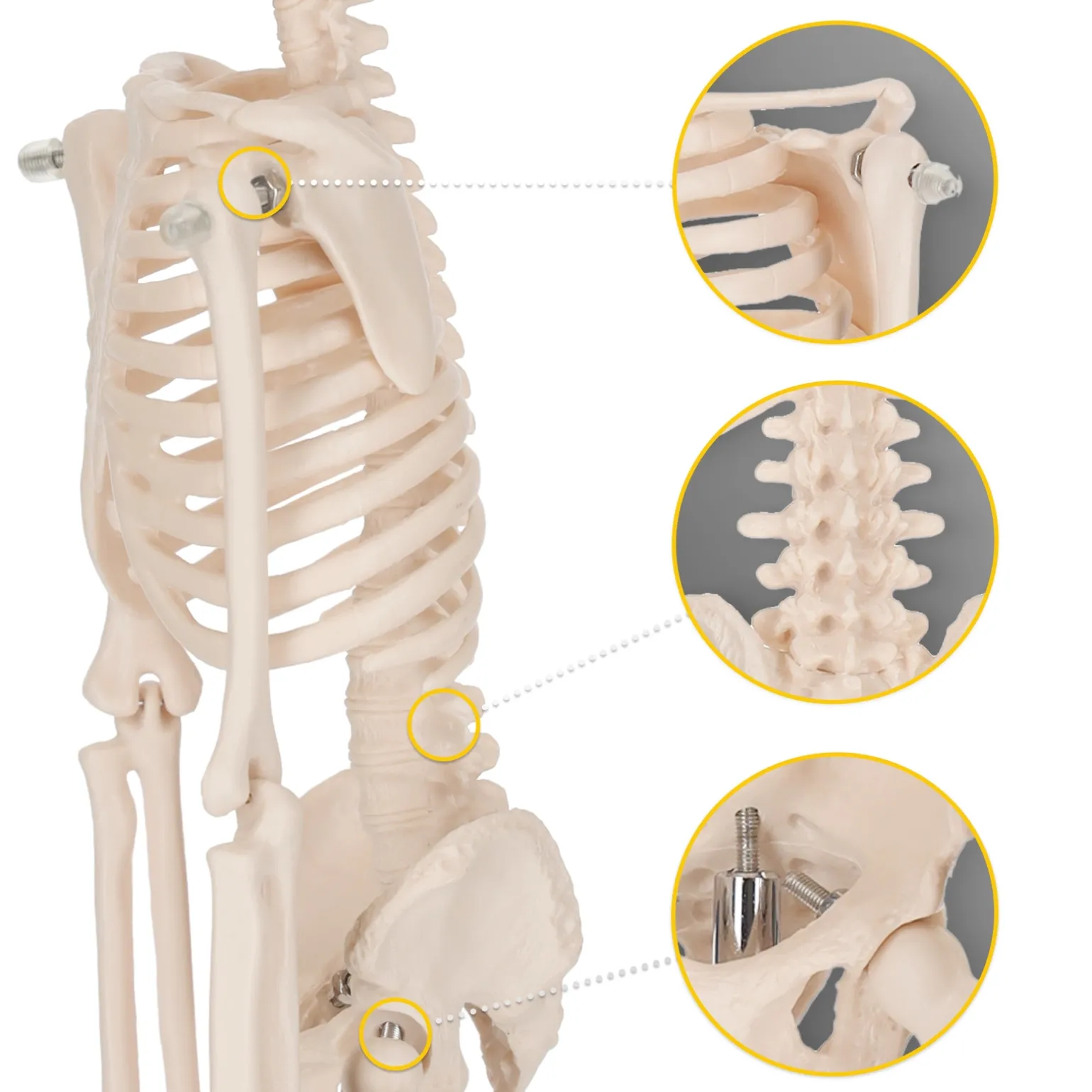 Szkielet człowieka 45 cm model anatomiczny