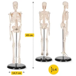 Szkielet człowieka 45 cm model anatomiczny