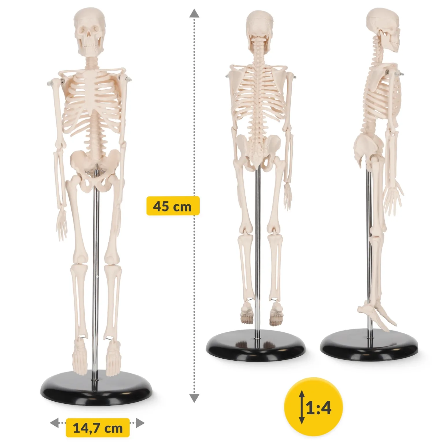 Szkielet człowieka 45 cm model anatomiczny