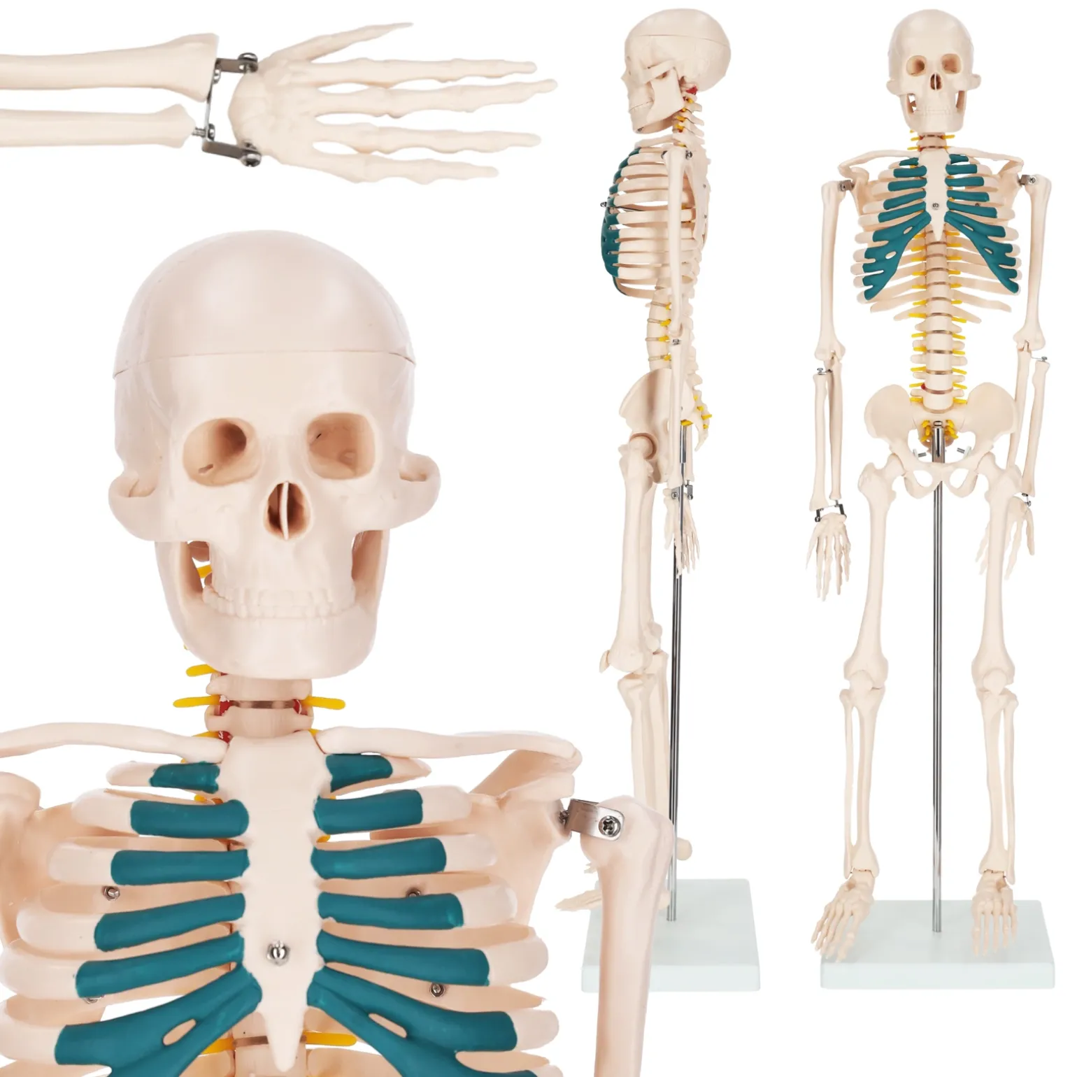Szkielet człowieka 85 cm model anatomiczny