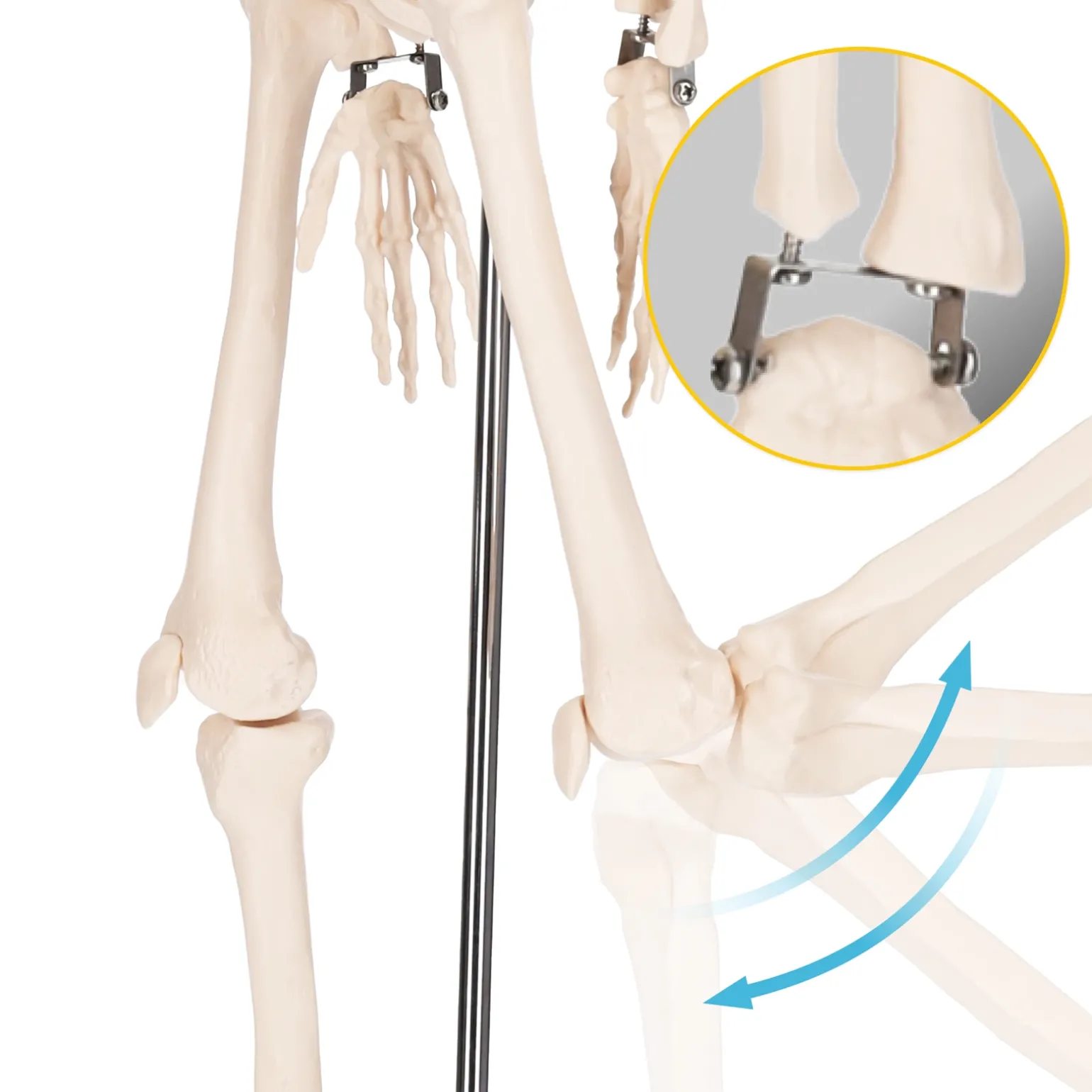 Szkielet człowieka 85 cm model anatomiczny