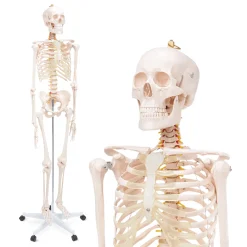 Szkielet człowieka 180 cm model anatomiczny