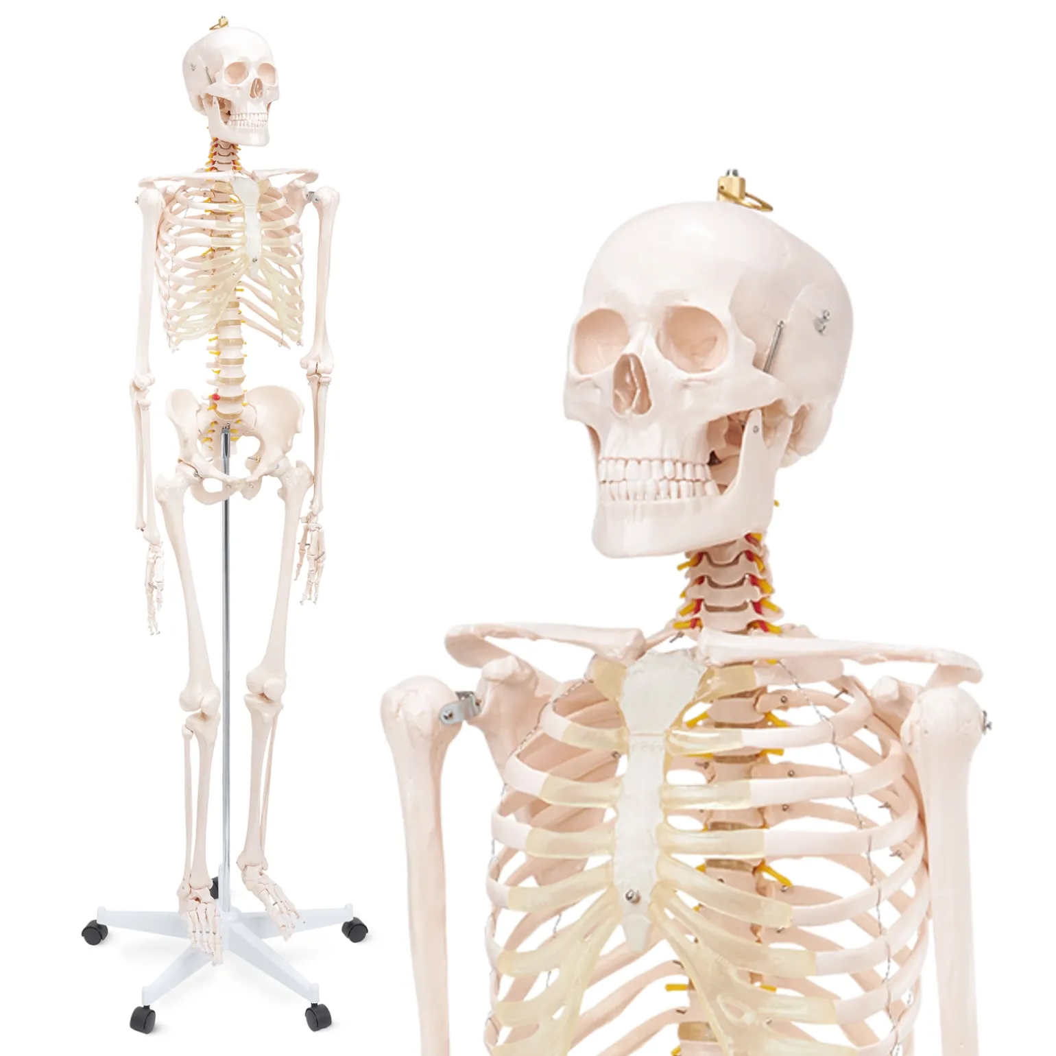 Szkielet człowieka 180 cm model anatomiczny