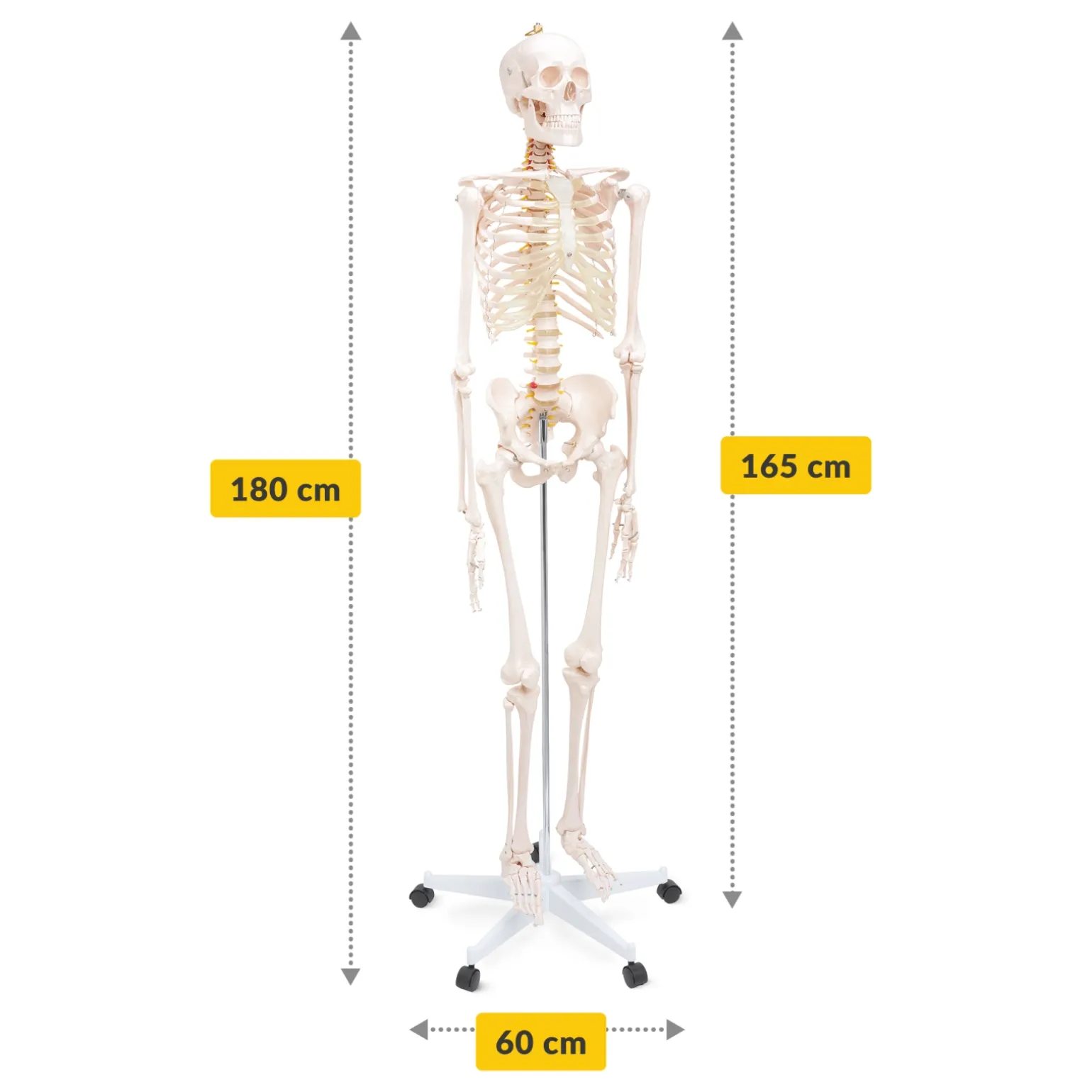 Szkielet człowieka 180 cm model anatomiczny