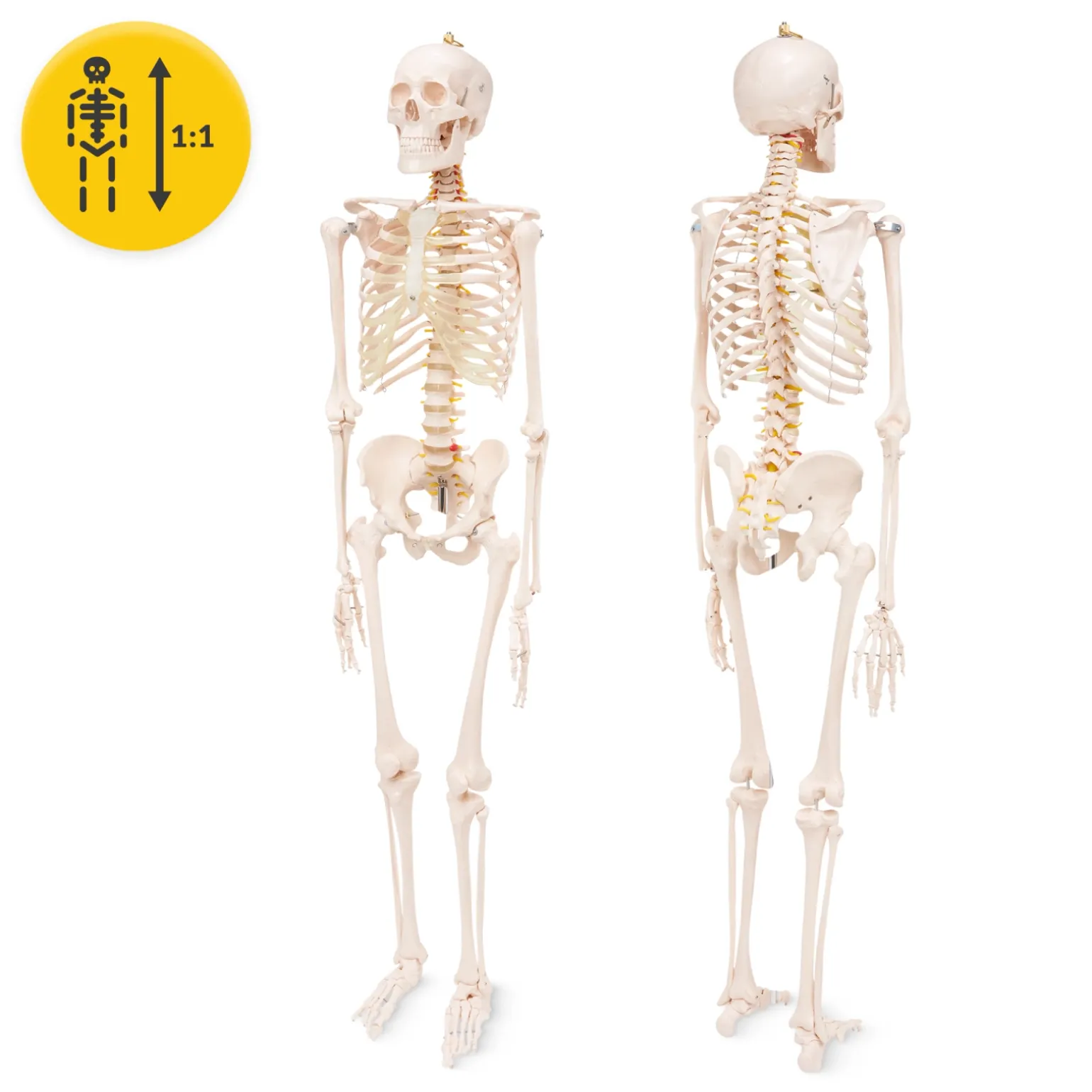 Szkielet człowieka 180 cm model anatomiczny