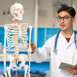 Szkielet człowieka 180 cm model anatomiczny